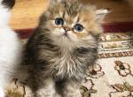 Gold male - Exotic Kitten For Sale - Pitkin&comma; LA&comma; US