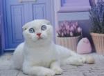 Jeff1 - Scottish Fold Kitten For Sale - Los Angeles&comma; CA&comma; US