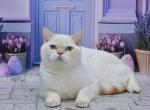 Irvin1 - British Shorthair Kitten For Sale - Los Angeles&comma; CA&comma; US