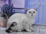 Jina1 - British Shorthair Kitten For Sale - Los Angeles&comma; CA&comma; US