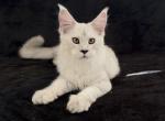 Breeder - Maine Coon Kitten For Sale - NY&comma; US