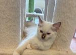 Stellas Litter - Ragdoll Kitten For Sale - Burton&comma; MI&comma; US