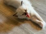 Stellas Litter - Ragdoll Kitten For Sale - Burton&comma; MI&comma; US