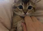 Locy - British Shorthair Kitten For Sale - San Diego&comma; CA&comma; US