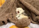 Callie - Persian Kitten For Sale - Dearborn&comma; MI&comma; US
