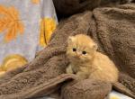 Garfield - Persian Kitten For Sale - Dearborn&comma; MI&comma; US