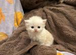 Bobby - Persian Kitten For Sale - Dearborn&comma; MI&comma; US
