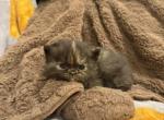 Reese - Persian Kitten For Sale - Dearborn&comma; MI&comma; US