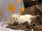 Autumn - Persian Kitten For Sale - Dearborn&comma; MI&comma; US