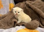 Bruno - Persian Kitten For Sale - Dearborn&comma; MI&comma; US