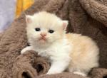Nacho - Persian Kitten For Sale - Dearborn&comma; MI&comma; US