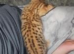 Payment Plans for F2 Savannahs - Savannah Kitten For Sale - 