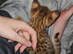 F2 Savannah Kittens - Savannah Kitten For Sale - 