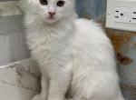 Mix Ragdoll & Turkish Van - Ragdoll Kitten For Adoption - Auburn&comma; WA&comma; US