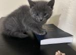 Leeena - Russian Blue Kitten For Sale - 