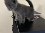 Ricky - Russian Blue Kitten For Sale - 