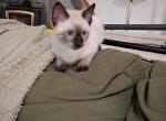 Macie's Seal Points - Siamese Kitten For Sale - South Wales&comma; NY&comma; US