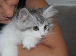 Mickey - Siberian Kitten For Sale - Ooltewah&comma; TN&comma; US