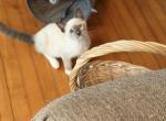 Last male kitten - Siamese Kitten For Sale - Evansville&comma; WI&comma; US