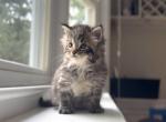 Mainecoon kitten - Maine Coon Kitten For Sale - MA&comma; US