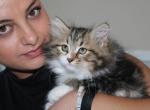 Mindy - Siberian Kitten For Sale - Ooltewah&comma; TN&comma; US