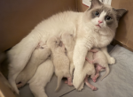 Isabel and Bradley kittens - Ragdoll Kitten For Sale - Evansville&comma; WI&comma; US