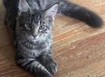 Lawrence of Donnelly - Maine Coon Kitten For Sale - Port Clinton&comma; OH&comma; US