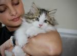 Marshall - Siberian Kitten For Sale - Ooltewah&comma; TN&comma; US