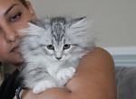Marsha - Siberian Kitten For Sale - Ooltewah&comma; TN&comma; US