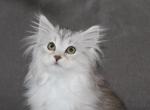 Melody - Siberian Kitten For Sale - Ooltewah&comma; TN&comma; US