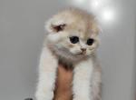 Luca - British Shorthair Kitten For Adoption - MA&comma; US