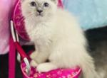 Marlie - Ragdoll Kitten For Sale - Saint Clair&comma; MI&comma; US