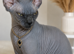 Stella - Sphynx Kitten For Sale - Wellesley&comma; MA&comma; US