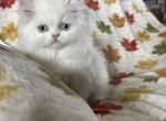 Taylor - Himalayan Kitten For Sale - Medway&comma; OH&comma; US