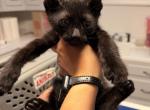 Male Kitten Quarter Siamese All Black - Domestic Kitten For Sale - Leominster&comma; MA&comma; US