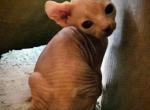 Elsa's litter - Sphynx Kitten For Sale - Thurmont&comma; MD&comma; US