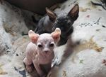 Elsa's litter - Sphynx Kitten For Sale - Thurmont&comma; MD&comma; US