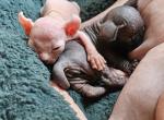 Elsa's litter - Sphynx Kitten For Sale - Thurmont&comma; MD&comma; US