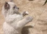 Daisy - Ragdoll Kitten For Sale - Cleveland&comma; OH&comma; US