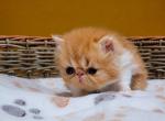 RED TABBY AND WHITE ELH PERSIAN BOY - Persian Kitten For Sale - PA&comma; US
