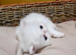 COPPER EYED WHITE ELH PERSIAN - Persian Kitten For Sale - PA&comma; US