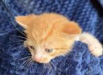 Timmie - Domestic Kitten For Sale - Dover&comma; OH&comma; US