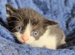 Jimmy - Domestic Kitten For Sale - Dover&comma; OH&comma; US