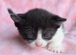 Addi - Domestic Kitten For Sale - Dover&comma; OH&comma; US