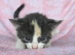 Gem - Domestic Kitten For Sale - Dover&comma; OH&comma; US