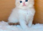 Bellas litter - Ragdoll Kitten For Sale - Charlotte&comma; NC&comma; US