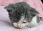 Luci - Polydactyl Kitten For Sale - 