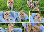 July Babies - Scottish Fold Kitten For Sale - Feasterville&comma; PA&comma; US