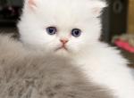 June and Ozzys kittens KBS BELOVED PERSIAN CATTERY - Persian Kitten For Sale - Texarkana&comma; TX&comma; US