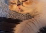 ABIGAIL - Persian Kitten For Sale - Sumner&comma; WA&comma; US